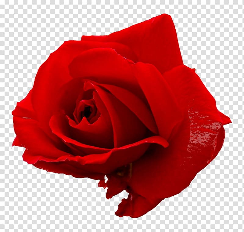 Rose Flower , Only Rose transparent background PNG clipart