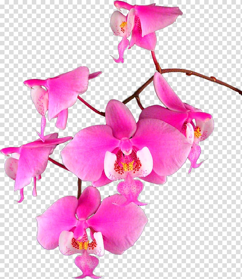 Moth orchids Cattleya orchids Raster graphics , magnolia transparent background PNG clipart