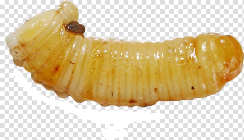 Ootheca Waxworm Larva, larva transparent background PNG clipart
