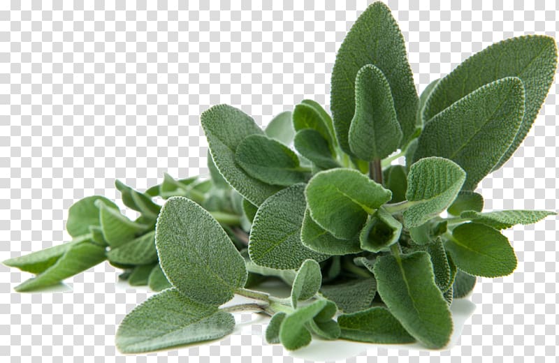 Common sage Lamiaceae Leaf Pianta officinale Herbaceous plant, salvia e ulivo transparent background PNG clipart