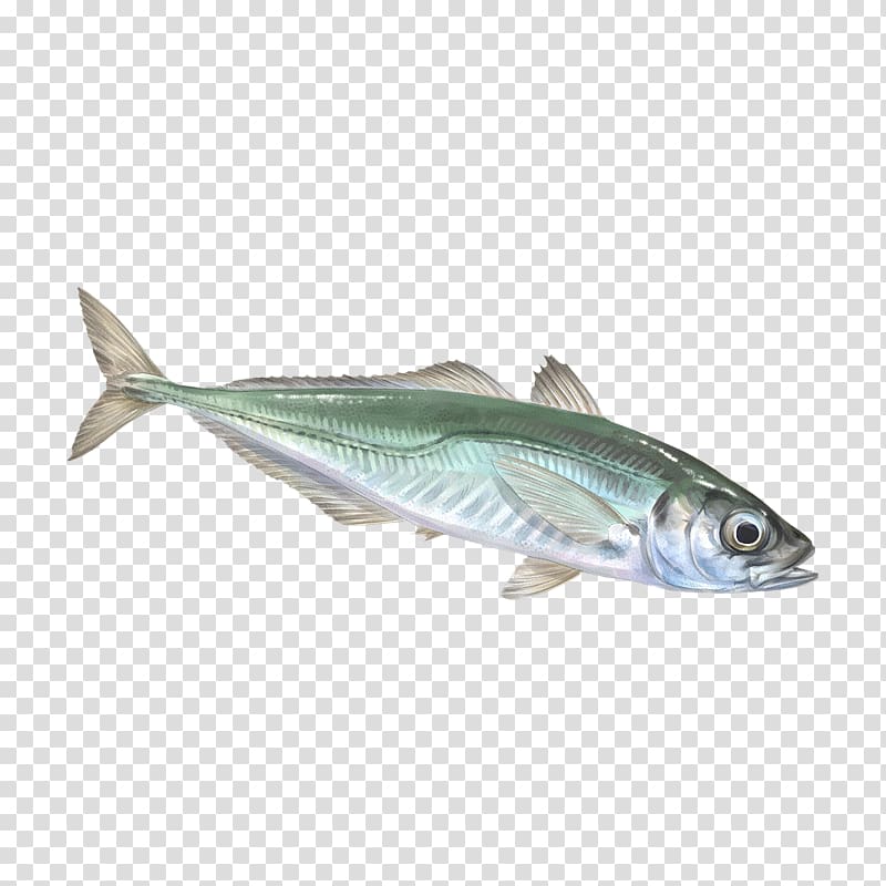 Sardine Mackerel Oily fish Fish products, Cherne Altovise transparent background PNG clipart