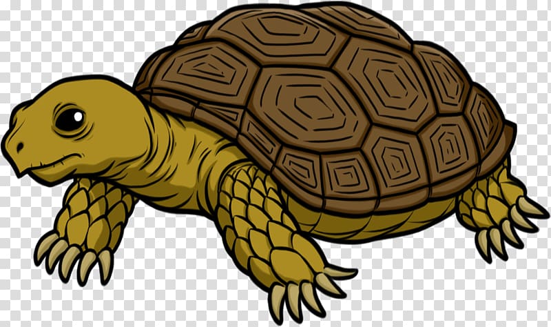 green and brown tortoise , Turtle Tortoise , Tortoise transparent background PNG clipart