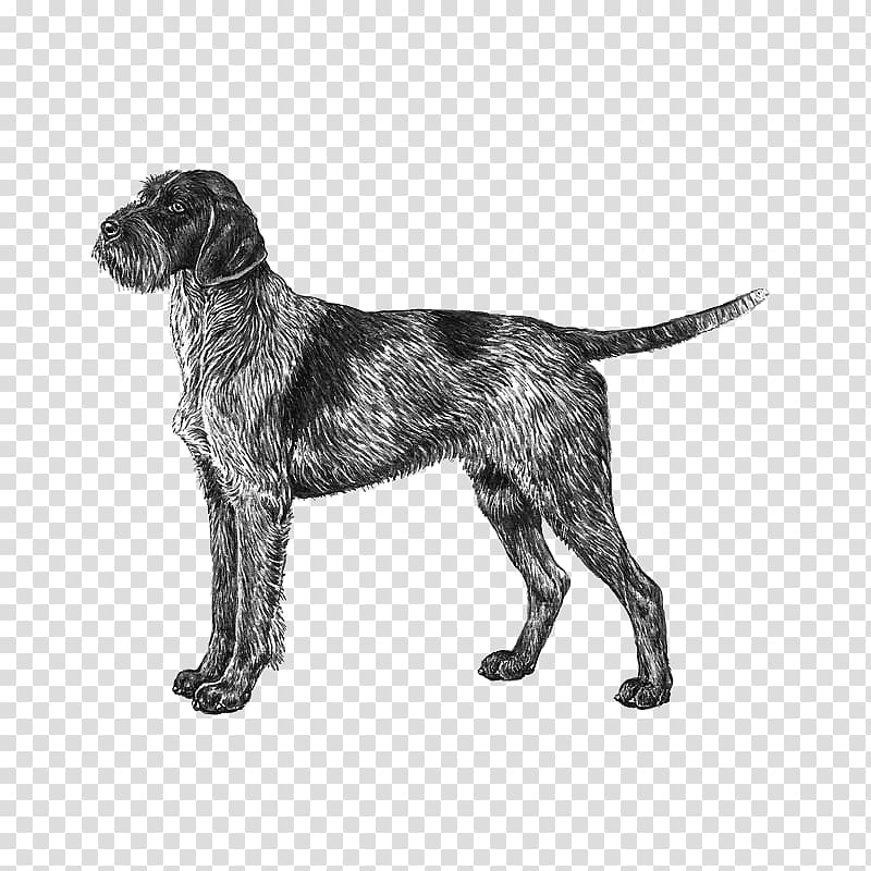 Wirehaired Pointing Griffon Český Fousek German Wirehaired Pointer Wirehaired Vizsla, puppy transparent background PNG clipart