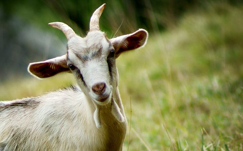 Mountain goat Desktop High-definition video Display resolution, goat transparent background PNG clipart