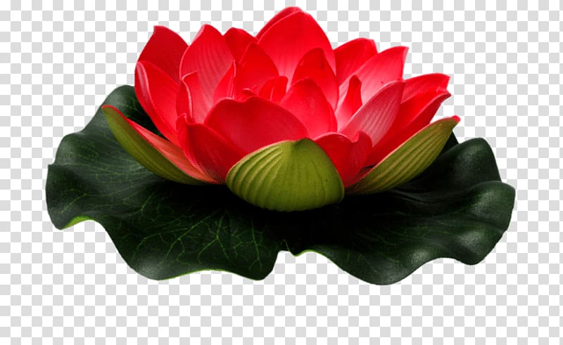 Nelumbo nucifera Flower Egyptian lotus , flower transparent background PNG clipart