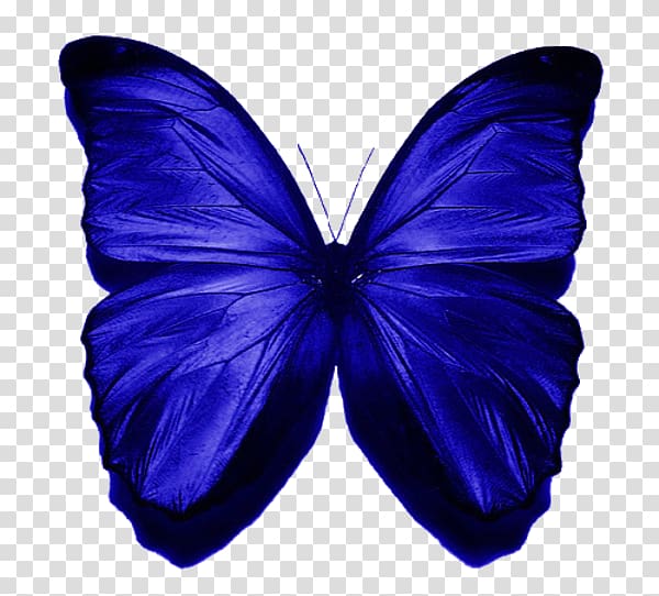 Morpho menelaus Butterfly Insect Blue , blue butterfly transparent background PNG clipart