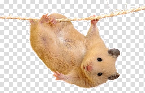 hamsters transparent background PNG clipart