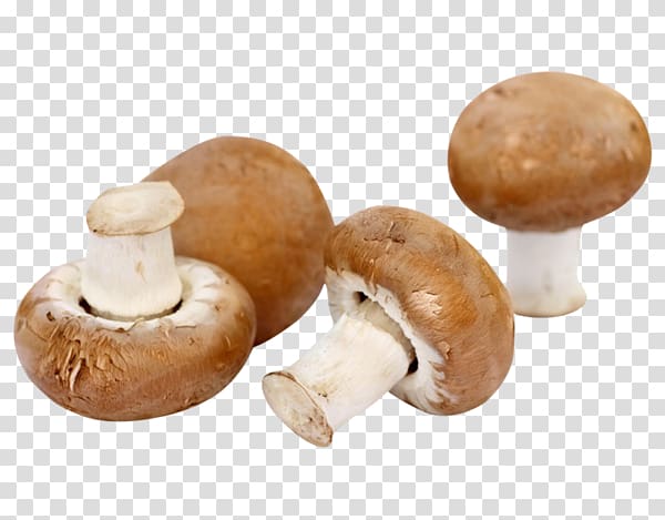 Common mushroom Fungus Fungiculture Гъбите в България, Braun transparent background PNG clipart