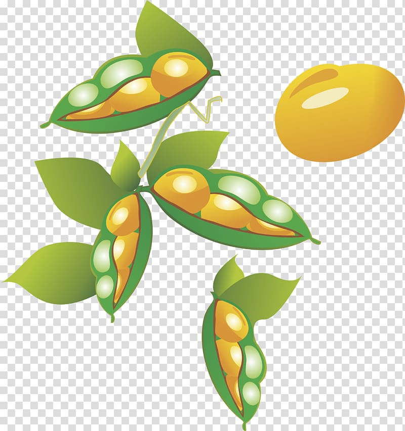 Cartoon Soybean Oryza sativa, Pea element transparent background PNG clipart