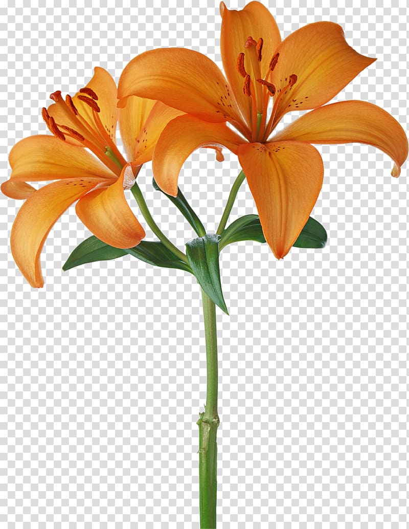 Orange S.A. Flower White, lotus transparent background PNG clipart