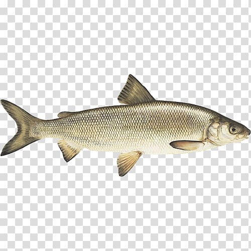Sardine Common whitefish Coho salmon Capelin, fish transparent background PNG clipart