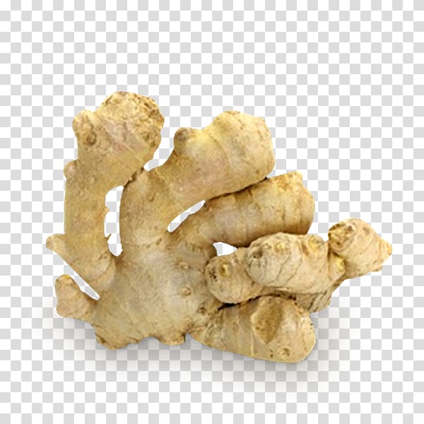 Ginger transparent background PNG clipart