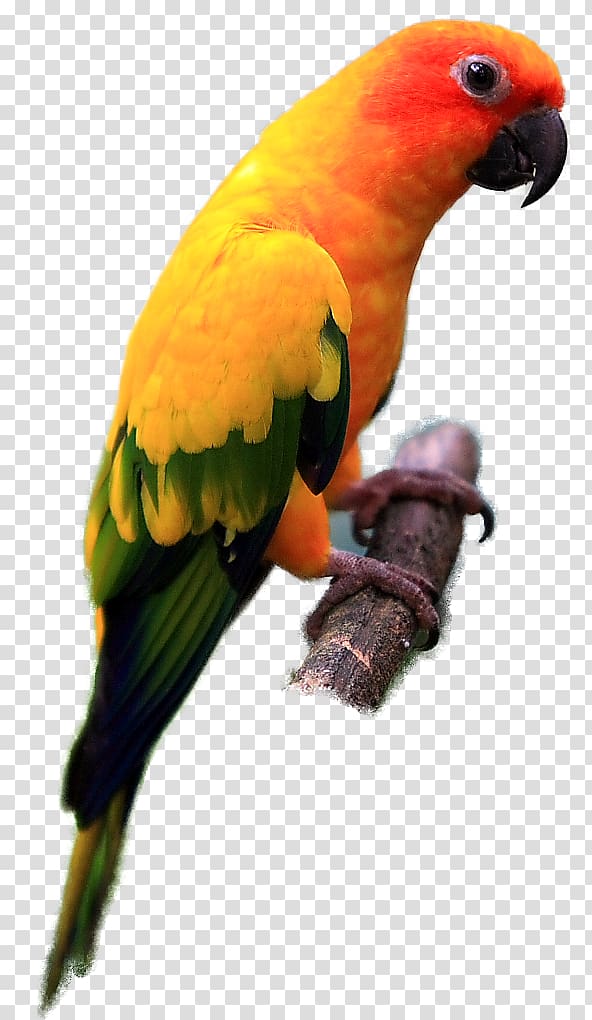 Parrot Lovebird Sun conure Jandaya parakeet, colour transparent background PNG clipart