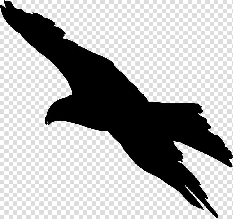 Bird flight Bird flight Bald Eagle Silhouette, Bird transparent background PNG clipart