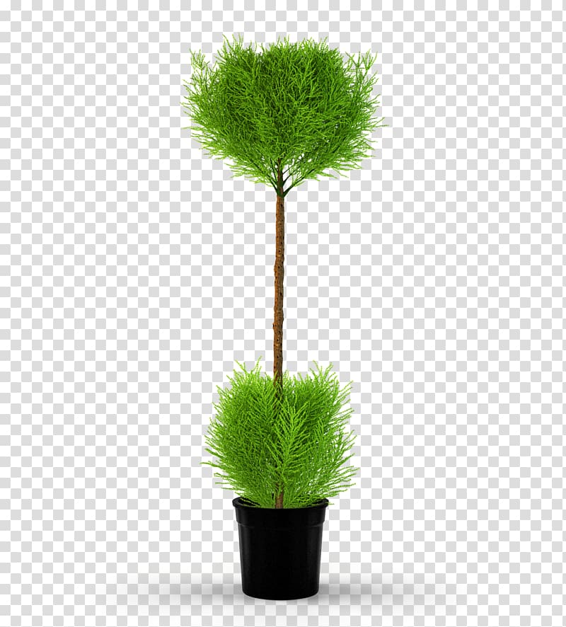 Tree Flowerpot Houseplant Monterey cypress, tree transparent background PNG clipart