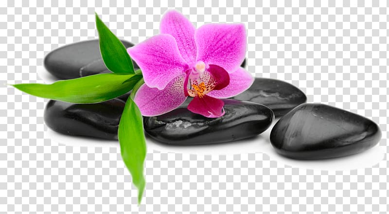 Don\'t Stop Rockin\' Music Orchids, spa theme transparent background PNG clipart