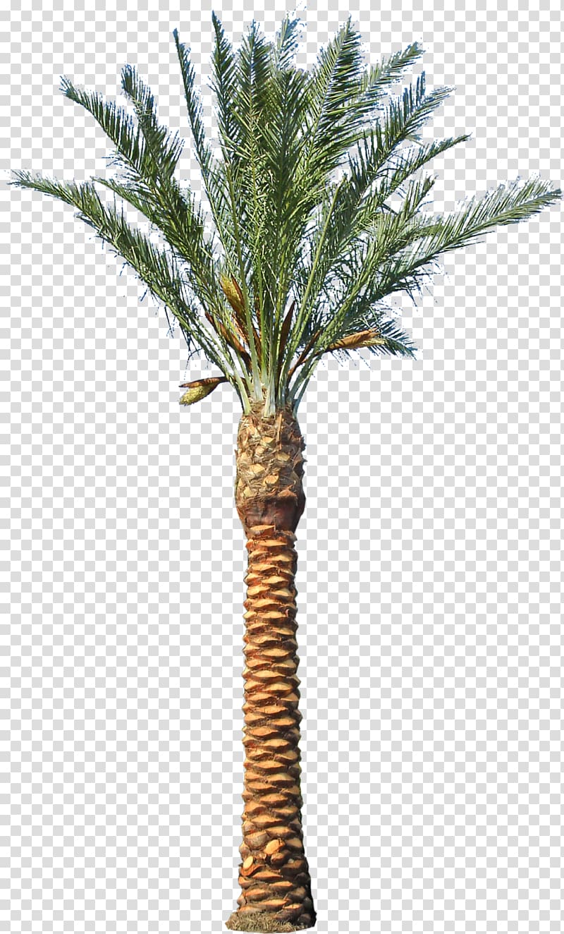green leafed tree, Asian palmyra palm Date palm Phoenix canariensis Arecaceae Tree, date palm transparent background PNG clipart