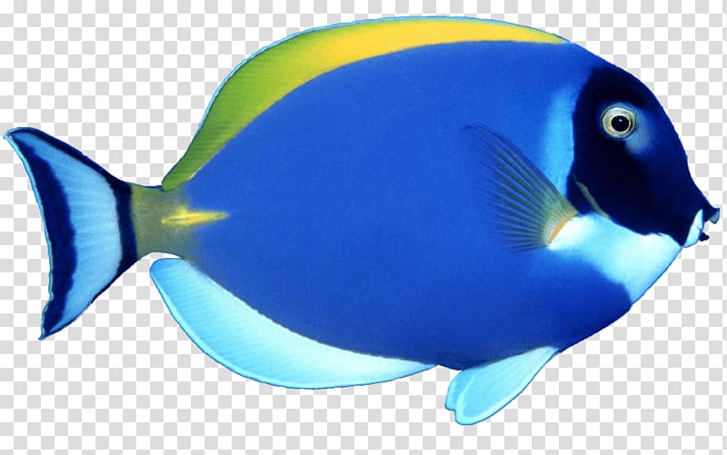 blue tang fish , Fish , Blue Fish transparent background PNG clipart