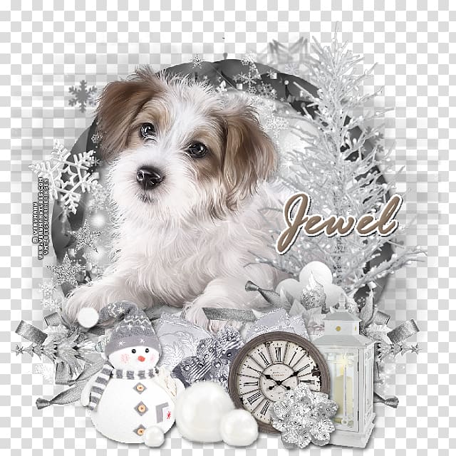 Morkie Schnoodle Cavachon Havanese dog Lhasa Apso, winter tutorial transparent background PNG clipart