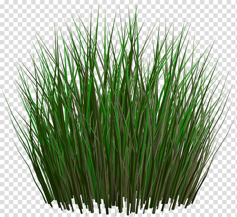 grass transparent background PNG clipart