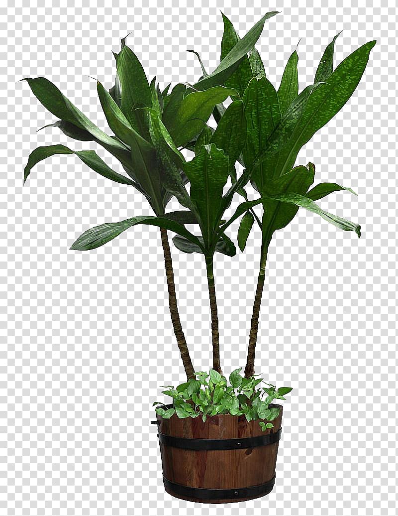 green leafed plant with brown wooden bucket, Houseplant Flowerpot Ornamental plant, Three iron Yemen transparent background PNG clipart