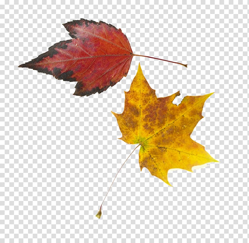 Maple leaf Yellow, Red maple leaves and yellow maple leaves transparent background PNG clipart