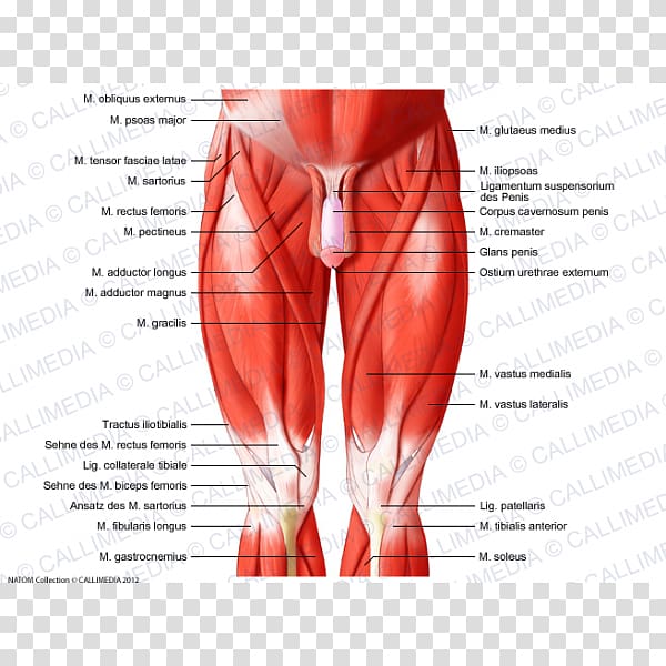 Muscles of the hip Knee Muscular system Human body, others transparent background PNG clipart