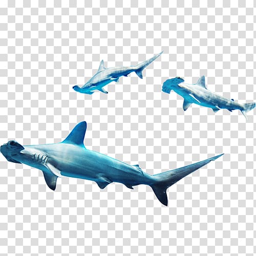 Requiem shark Marine biology, Flocks shark transparent background PNG clipart