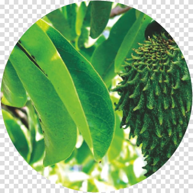 Soursop Fruit tree Sapodilla Cancer, health transparent background PNG clipart