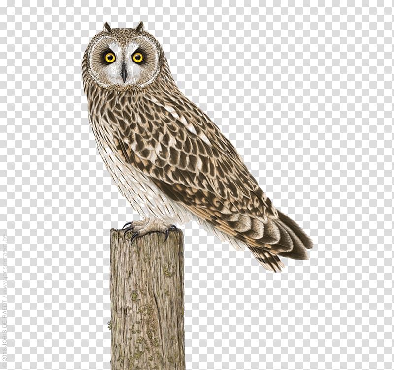 Great Grey Owl Bird Illustration, Owl standing on stakes transparent background PNG clipart