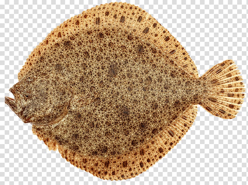 Arabind FRESH Fried fish Turbot Greenland halibut, fish transparent background PNG clipart