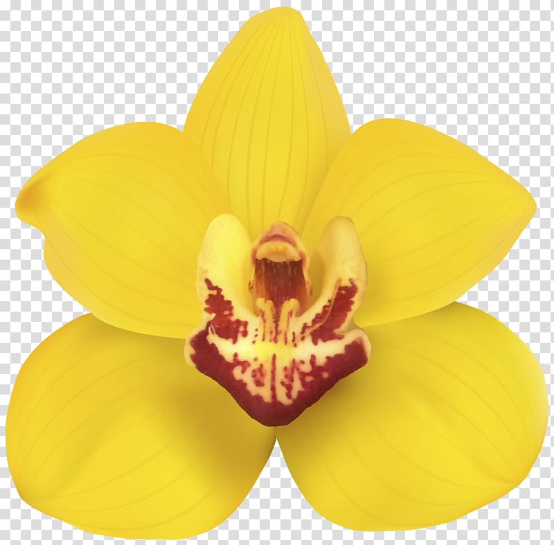 Orchids Flower Desktop , orchid transparent background PNG clipart