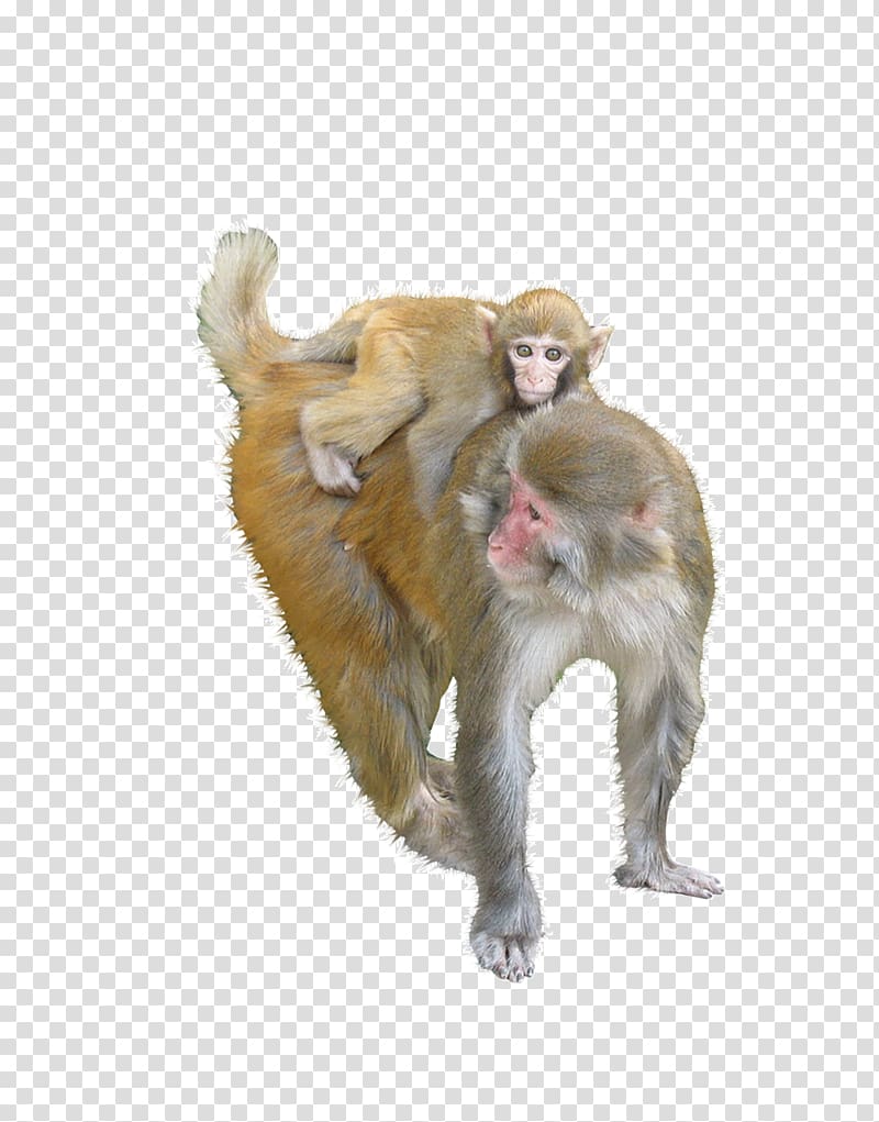 Macaque Ape Monkey, Monkey transparent background PNG clipart