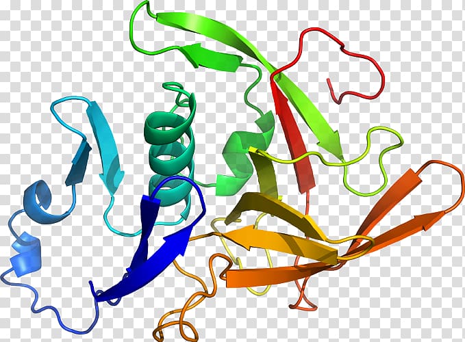 Organism Human behavior Line , line transparent background PNG clipart