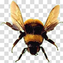 Bee transparent background PNG clipart