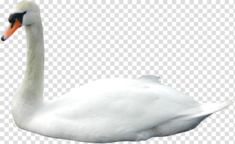 Cygnini Goose Bird Duck, goose transparent background PNG clipart