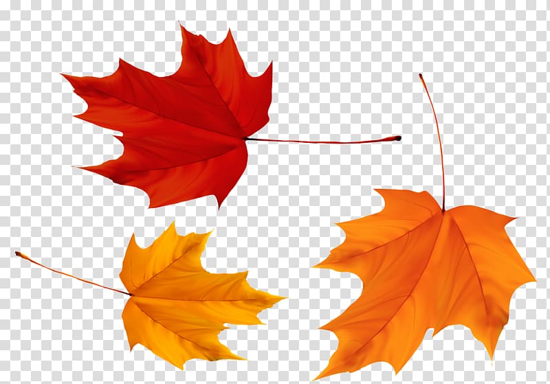 Maple leaf Flag of Canada, Canada transparent background PNG clipart