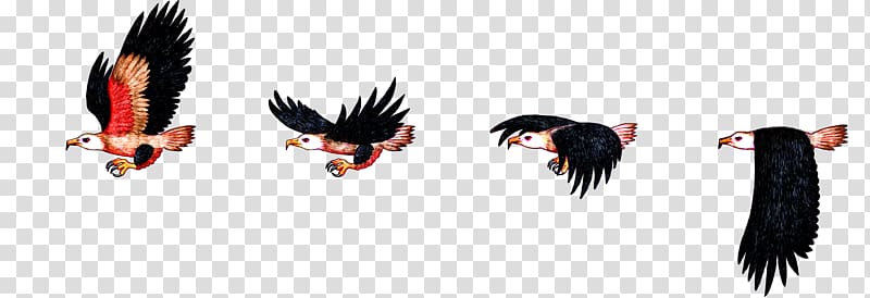 birds , Bird flight Bird flight Bald Eagle Sprite, chameleon transparent background PNG clipart