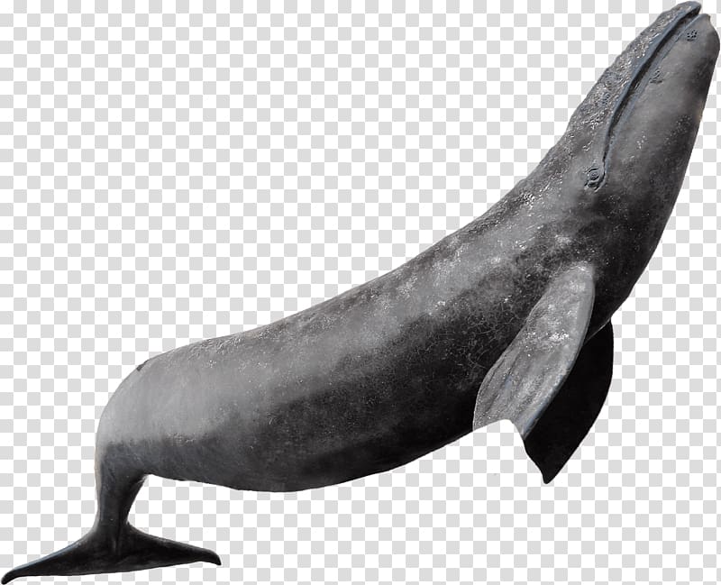 Dolphin Whale Sea lion Marine mammal Cetacea, whale transparent background PNG clipart