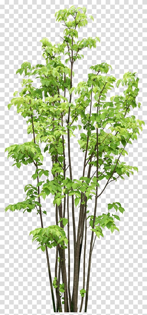 Tree Garden Branch , Trees transparent background PNG clipart