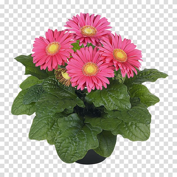 Transvaal daisy Flowerpot Chrysanthemum Houseplant, chrysanthemum transparent background PNG clipart