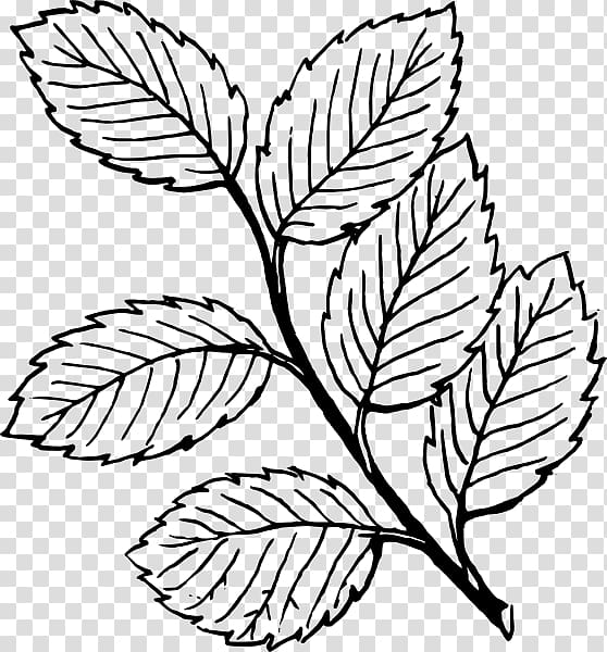Leaf Sketch, Leaf, template, leaf png | PNGEgg