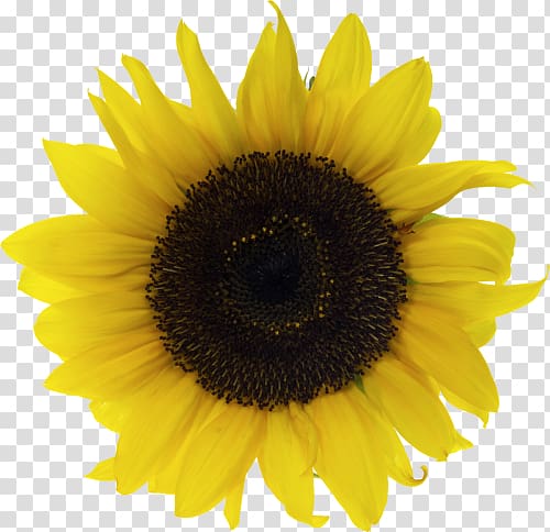 Common sunflower Vase with Fifteen Sunflowers , flower transparent background PNG clipart