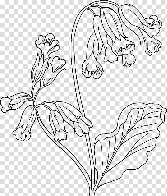 Cowslip Drawing Flower , Flower Outlines transparent background PNG clipart