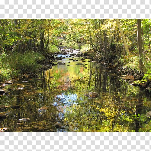 Riparian zone Vegetation Riparian forest Plant community, forest transparent background PNG clipart