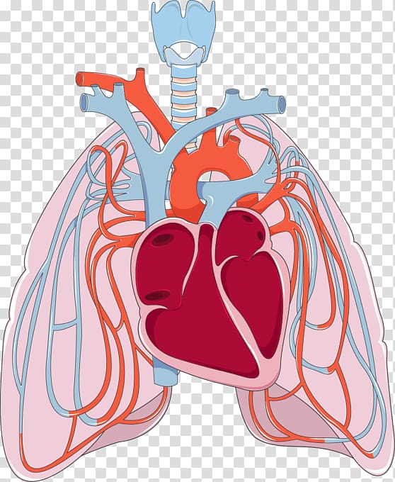 Lung Pulmonary circulation Bronchus Disease Heart, creative lungs transparent background PNG clipart