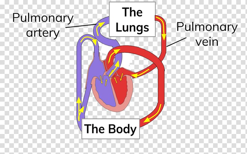 Organ Double circulatory system Lung Human body, circulatory system transparent background PNG clipart