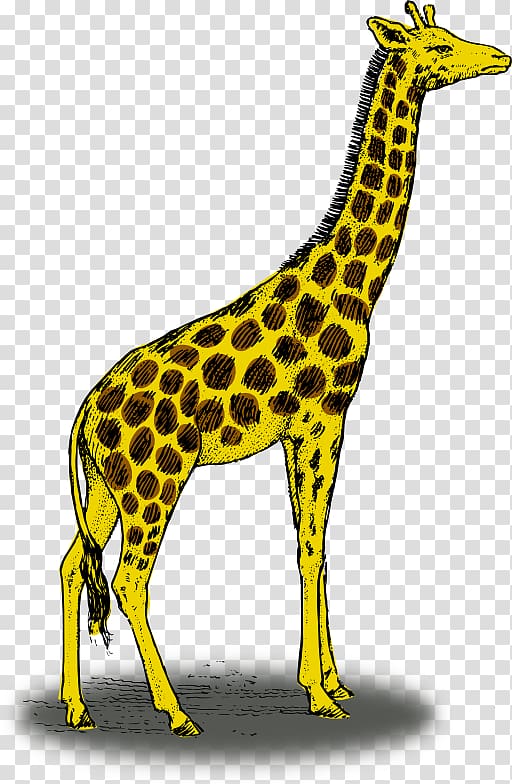 Reticulated giraffe Color Illustration, Giraffe transparent background PNG clipart