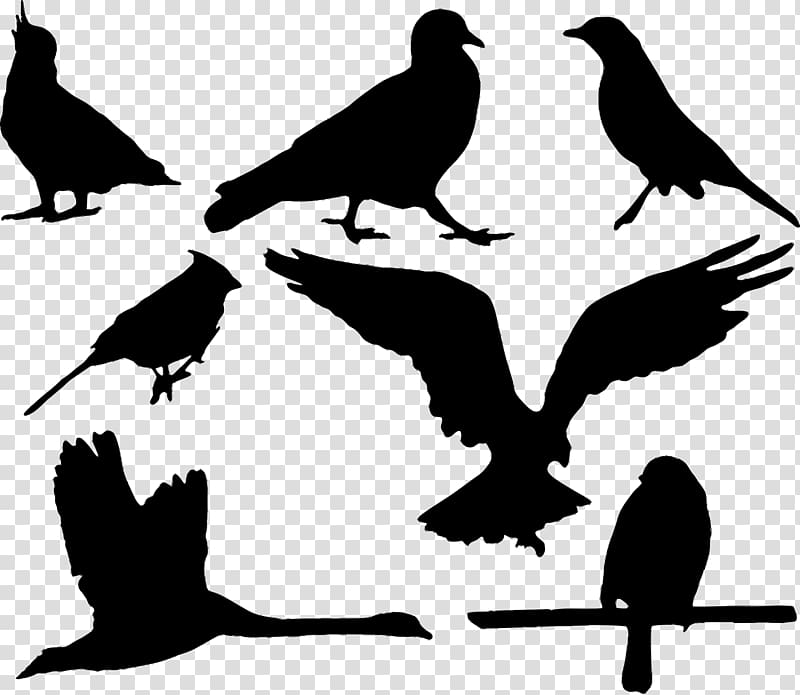 Silhouette Eagle, flock of birds transparent background PNG clipart