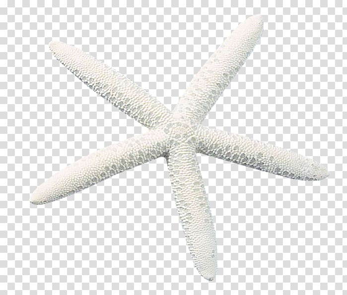 Starfish Echinoderm Amazon.com Customer satisfaction, starfish transparent background PNG clipart